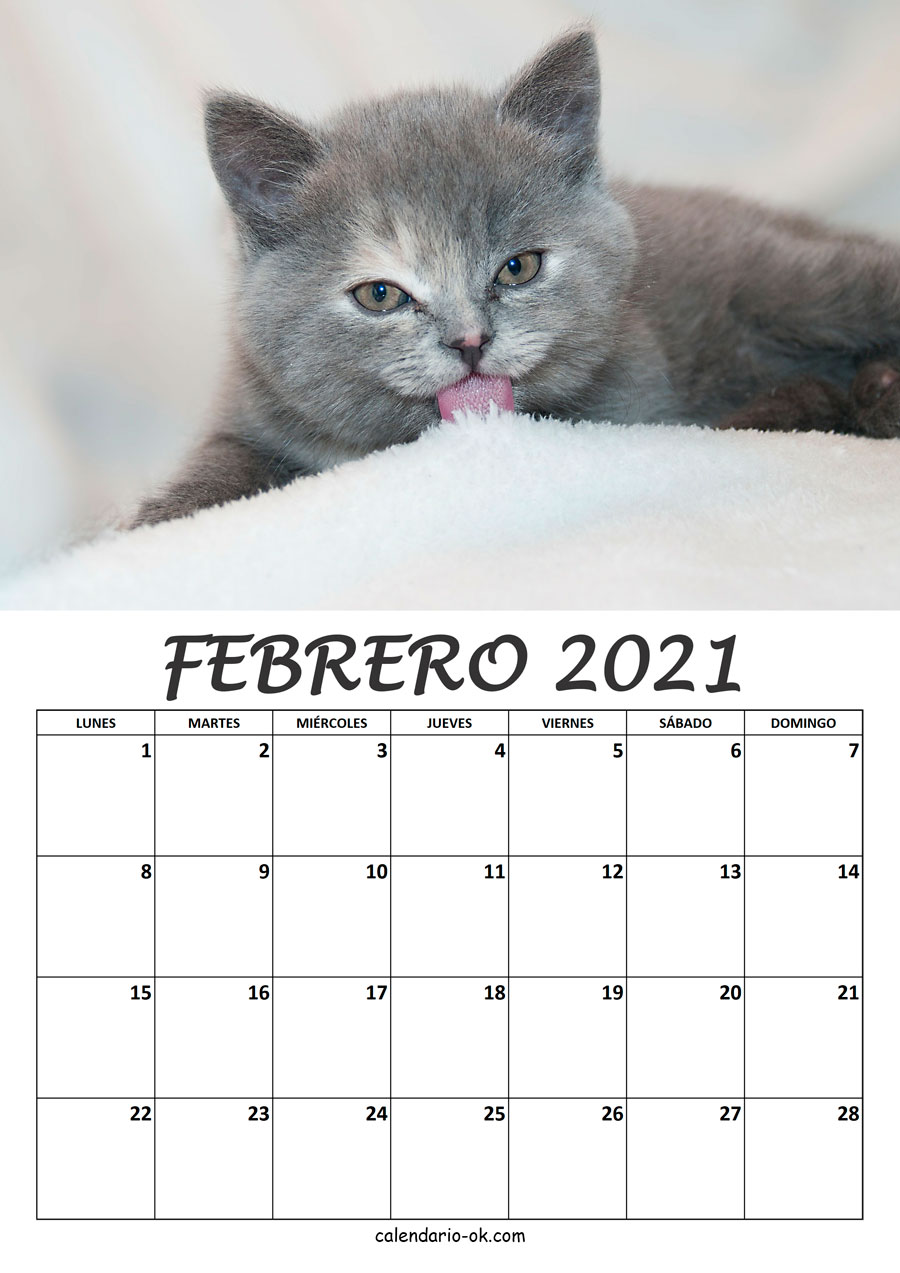 Calendario FEBRERO 2021 de GATOS
