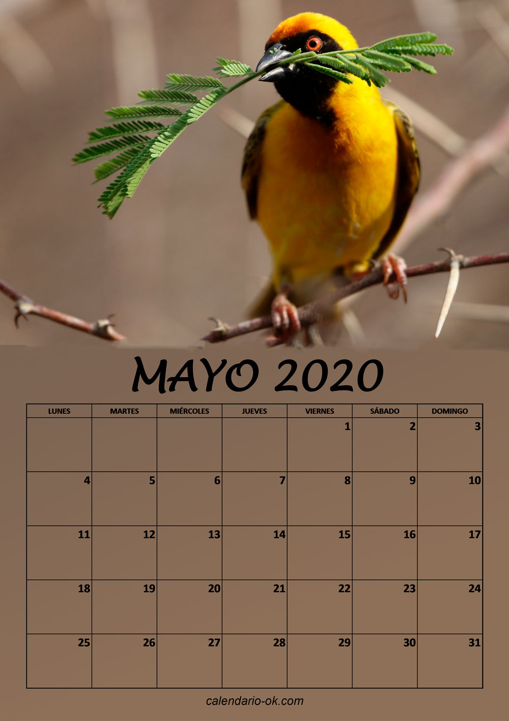 Calendario MAYO 2020 de PAJAROS
